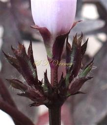  Inflorescence-Cymose